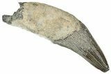 Fossil Squalodon Whale Tooth - South Carolina #338422-1